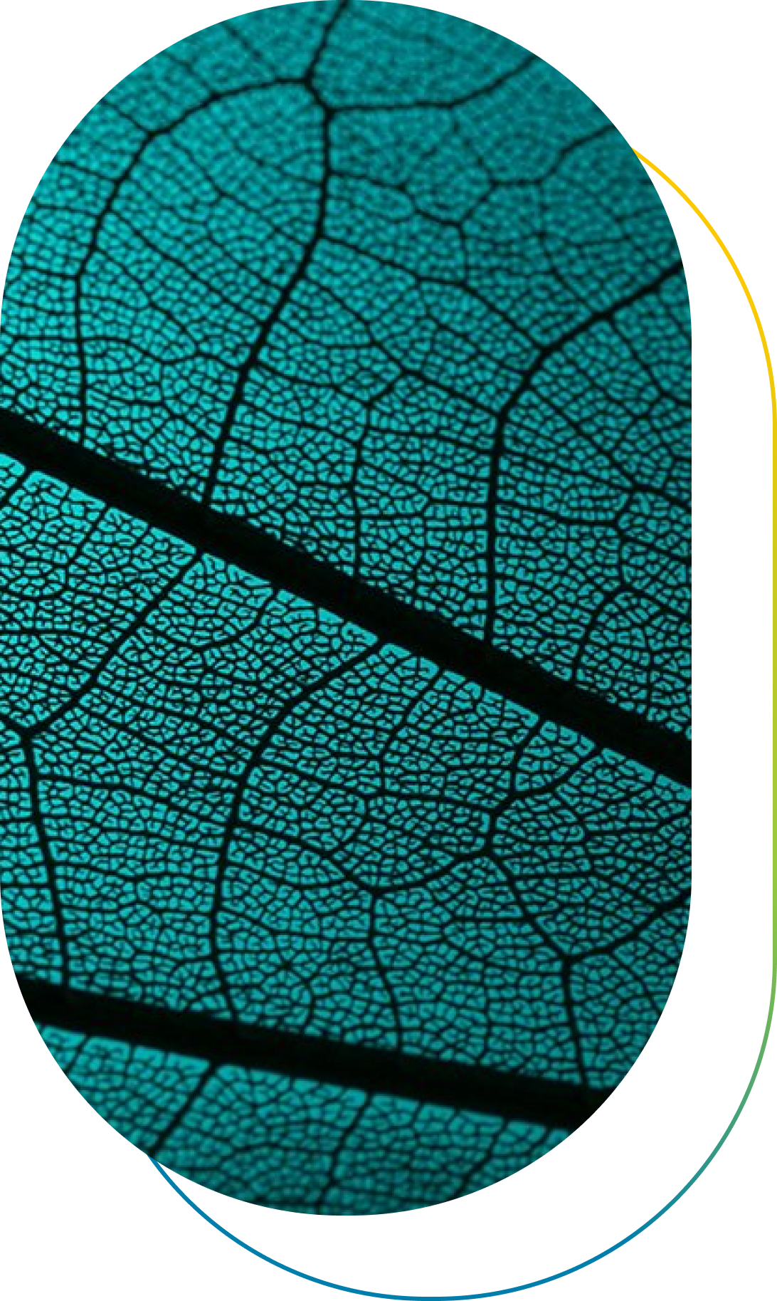 Microscope view of leaf section